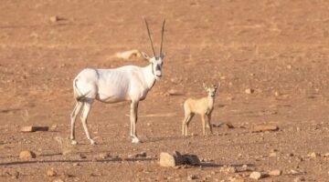 محمية الملك سلمان تشهد ولادة جديدة للوعل النوبي في مارس