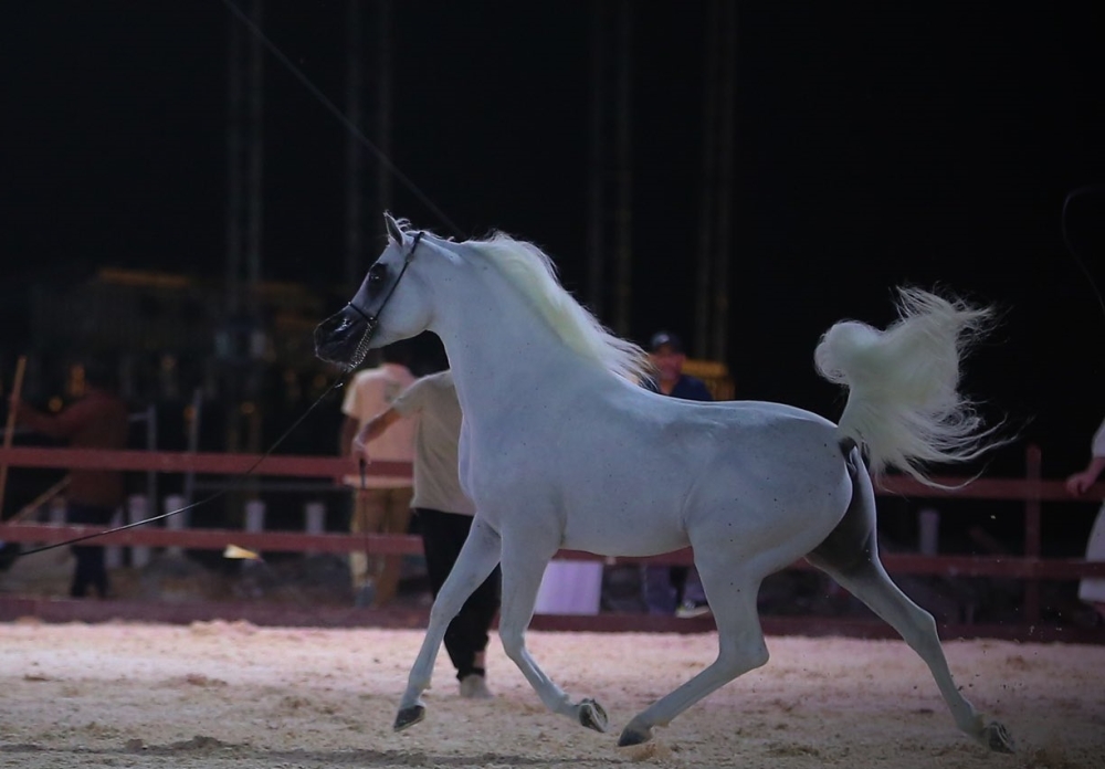 البيئة: ضوابط وإجراءات لمزادات الخيل العربية الأصيلة بين الحضورية والإلكترونية