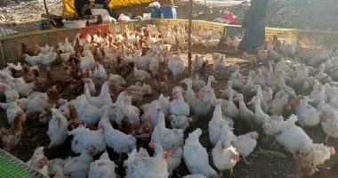 أسعار الفراخ اليوم السبت 10-5-2025 بمحافظة مطروح – سبق 24