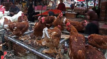 سعر الفراخ بالأسواق اليوم الأحد فى المنوفية.. الفراخ البيضاء بـ 86 جنيها –  سبق 24