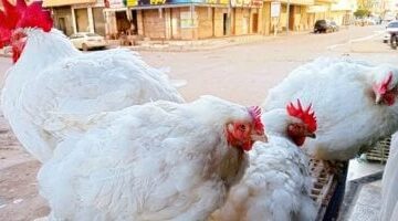 سعر الفراخ بالأسواق اليوم السبت فى المنوفية.. الفراخ البيضاء بـ 98 جنيها –  سبق 24