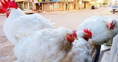 سعر الفراخ بالأسواق اليوم السبت فى المنوفية.. الفراخ البيضاء بـ 98 جنيها – سبق 24