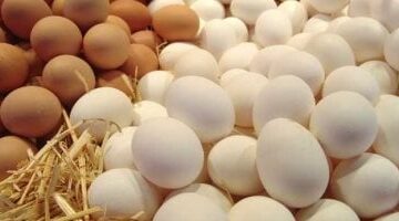 أسعار البيض والبقوليات في سوهاج اليوم الثلاثاء  20/ 5/ 2025 –  سبق 24