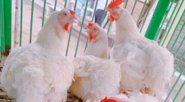 أسعار الفراخ اليوم السبت 24- 5-2025 بأسواق مطروح.. البلدى بـ 135 جنيها –  سبق 24