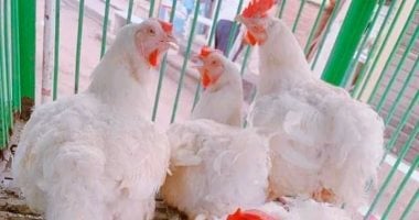 أسعار الدواجن اليوم السبت 24-5-2025 بأسواق محافظة البحيرة – سبق 24