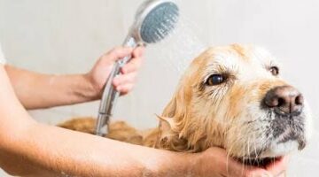 5 نصائح تساعدك تتخلصى من روائح الحيوانات الأليفة في بيتك  –  سبق 24