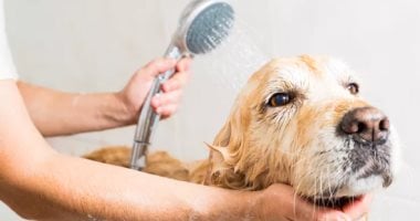 5 نصائح تساعدك تتخلصى من روائح الحيوانات الأليفة في بيتك  –  سبق 24