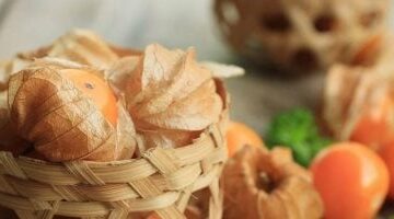 بيخسس ويجدد خلايا البشرة.. اعرفى فوائد الحرنكش لجمالك –  سبق 24