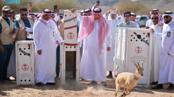 إطلاق 22 كائنًا فطريًا مهددًا بالانقراض في متنزه البيضاء البري 