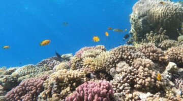 البحر الأحمر الدولية تكشف عن مستعمرة مرجانية عمرها 800 عام