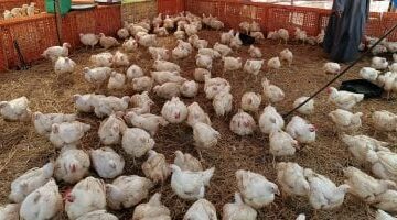 ننشر أسعار الدواجن والبيض بأسواق القليوبية اليوم الأربعاء 14-5-2025   –  سبق 24