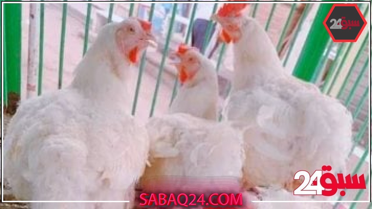 أسعار الفراخ اليوم الإثنين 19- 5-2025 بمحافظة مطروح.. الكيلو بـ85 جنيها – سبق 24