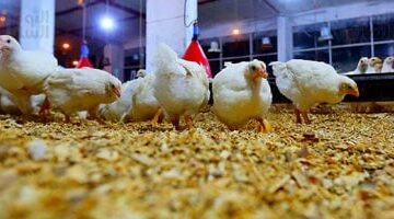 أسعار الدواجن والبيض بأسواق القليوبية اليوم الاثنين 19-5-2025 –  سبق 24