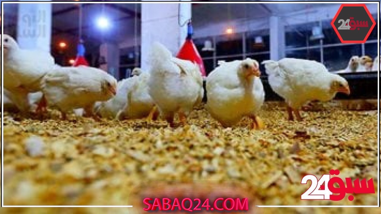 أسعار الدواجن والبيض بأسواق القليوبية اليوم الاثنين 19-5-2025 –  سبق 24