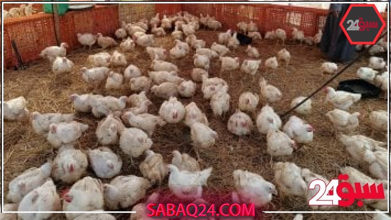 أسعار الدواجن اليوم الثلاثاء 20-5-2025 بأسواق محافظة البحيرة – سبق 24