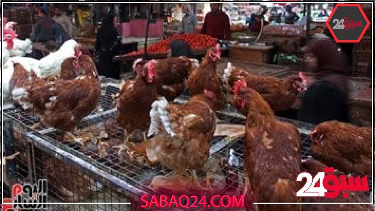 تعرف على اسعار الفراخ اليوم الأربعاء 21 مايو 2025 فى أسواق الإسكندرية – سبق 24