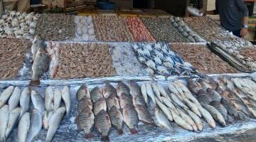 أسعار الأسماك بأسواق مطروح اليوم الخميس 22-5-2025.. االمرجان بـ140 جنيها –  سبق 24