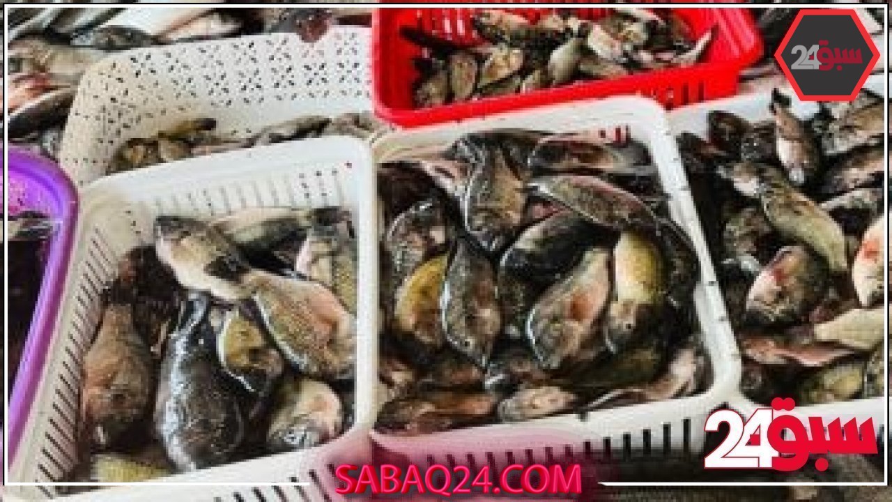 أسعار الأسماك اليوم الخميس 22-5-2025 فى الإسماعيلية – سبق 24