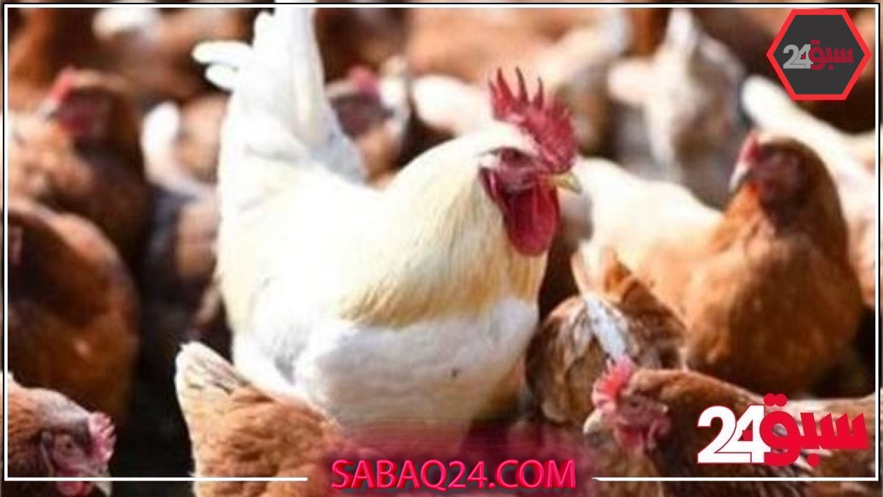 أسعار الدواجن اليوم الجمعة 23 – 5 – 2025