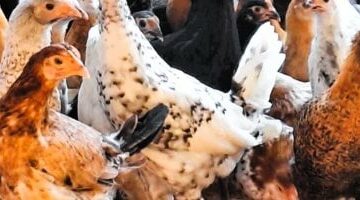 سعر الفراخ اليوم الجمعة 23-5-2025 فى المنوفية ..97 جنيها للكيلو –  سبق 24