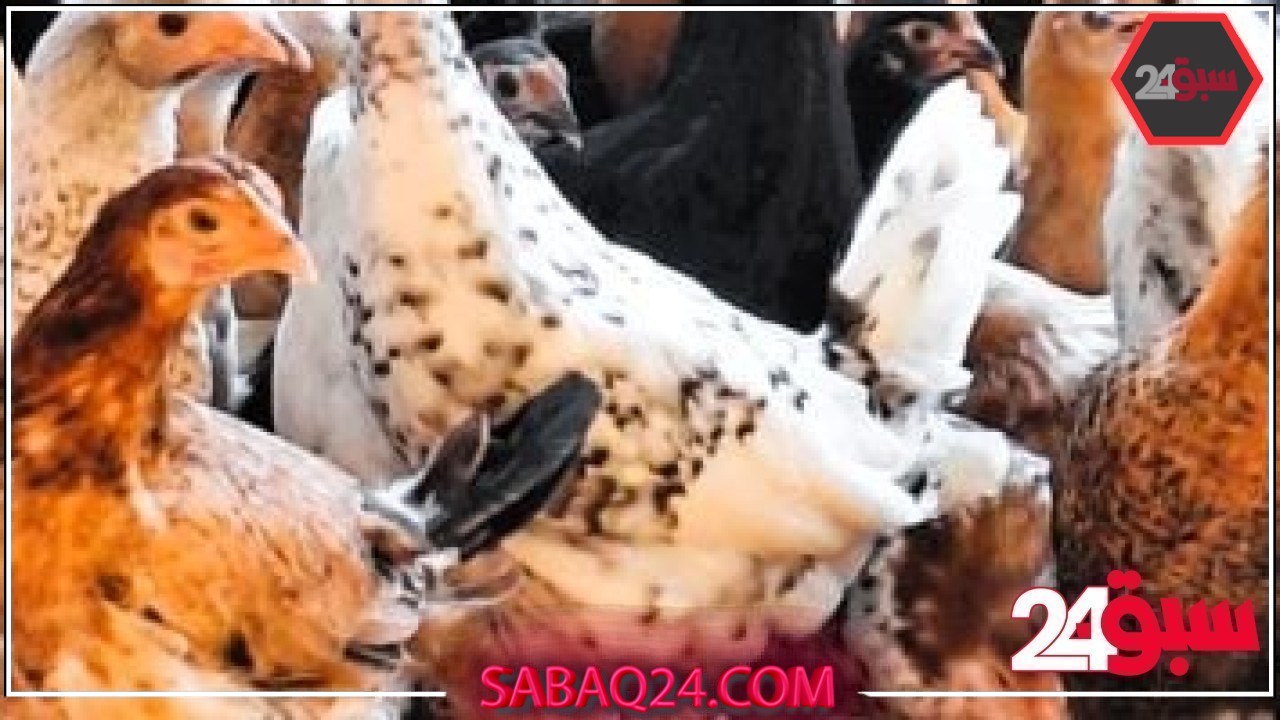 أسعار الدواجن والبيض بأسواق القليوبية اليوم الجمعة 23-5-2025 – سبق 24