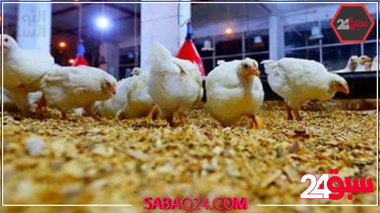أسعار الدواجن والبيض بأسواق القليوبية اليوم السبت 17-5-2025 – سبق 24