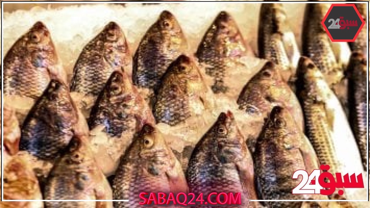 أسعار الأسماك بأسواق مطروح اليوم الاثنين 19-5-2025.. التونة بـ130 جنيها – سبق 24
