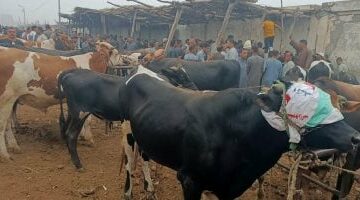يتيح تعويضات على الماشية والدواجن.. ما هو التأمين متناهى الصغر؟ –  سبق 24