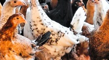 سعر الدواجن بالأسواق اليوم الأحد فى المنوفية.. الفراخ البيضاء بـ103 جنيهات –  سبق 24
