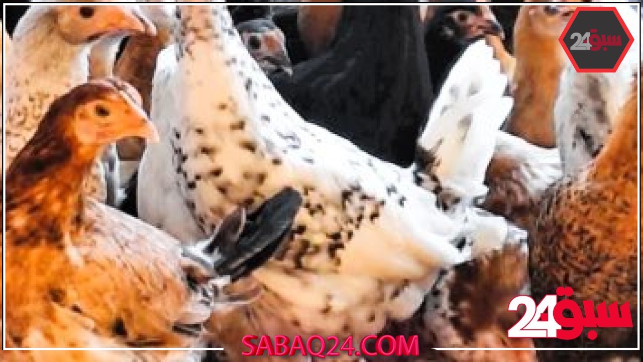 سعر الدواجن بالأسواق اليوم الأحد فى المنوفية.. الفراخ البيضاء بـ103 جنيهات – سبق 24