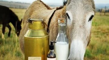 اليوم العالمي للحمار.. كيف استخدم حليبه في صناعة منتجات العناية بالبشرة؟ –  سبق 24