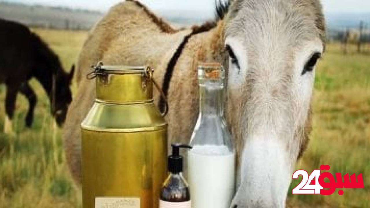 اليوم العالمي للحمار.. كيف استخدم حليبه في صناعة منتجات العناية بالبشرة؟ –  سبق 24