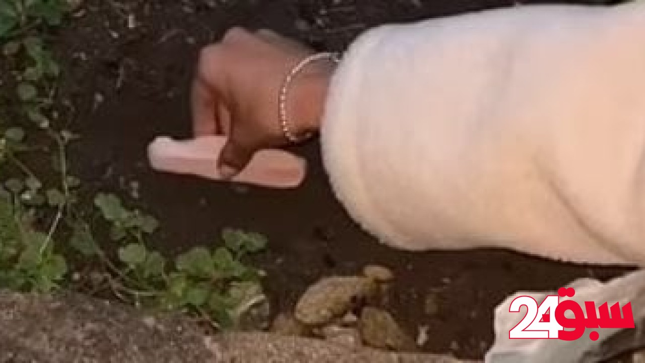 دفن الهوت دوج قبل حفل زفاف ببريطانيا أغرب تريندات التيك توك.. اعرف قصته  –  سبق 24
