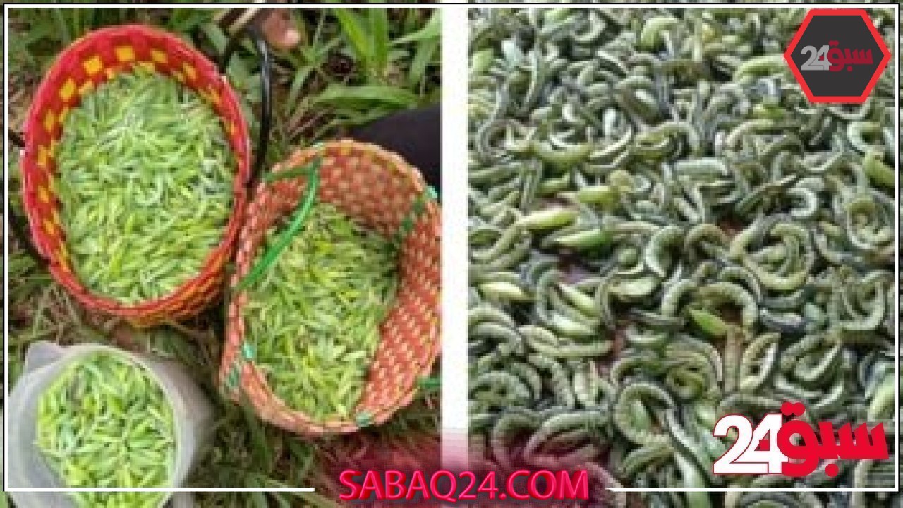يرقات الكاسيا المقلية.. طبق فيتنامى يصعب هضمه –  سبق 24