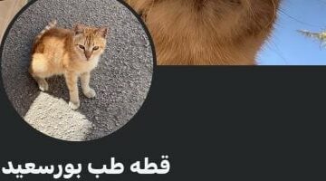 من قطة ألسن لكلب طب المنصورة.. حيوانات الجامعات نجوم على السوشيال ميديا –  سبق 24