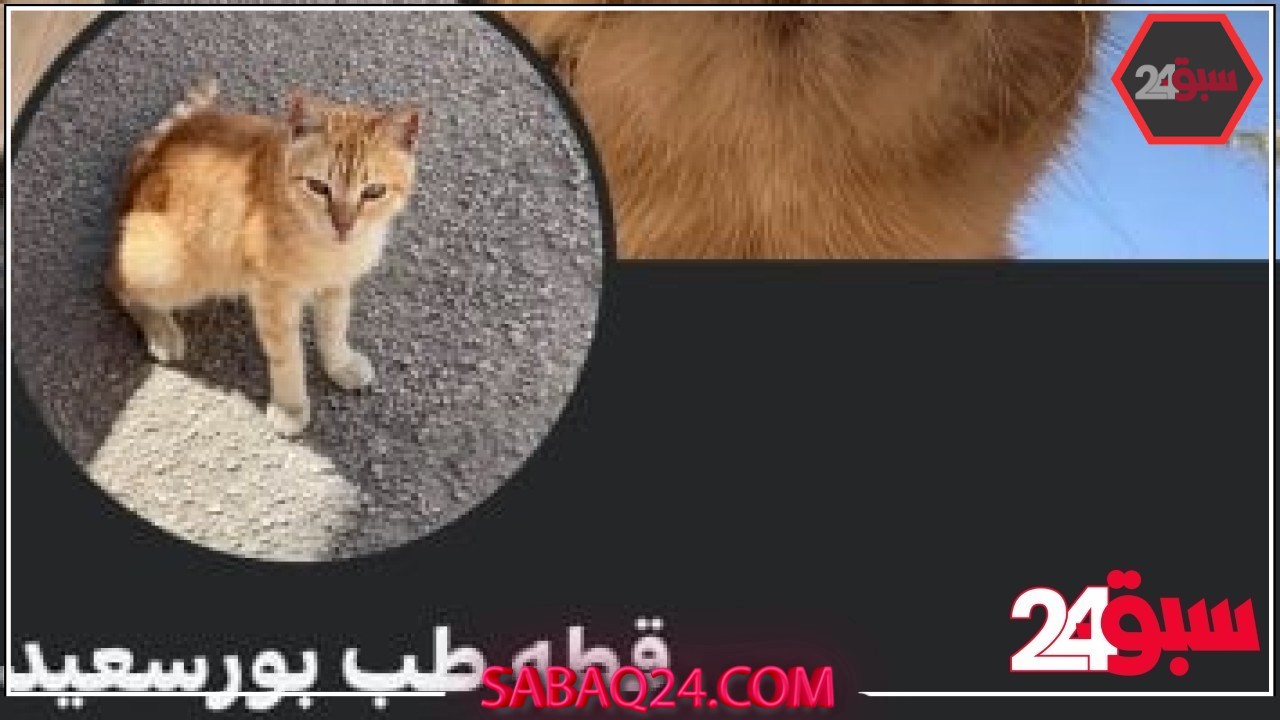 من قطة ألسن لكلب طب المنصورة.. حيوانات الجامعات نجوم على السوشيال ميديا –  سبق 24