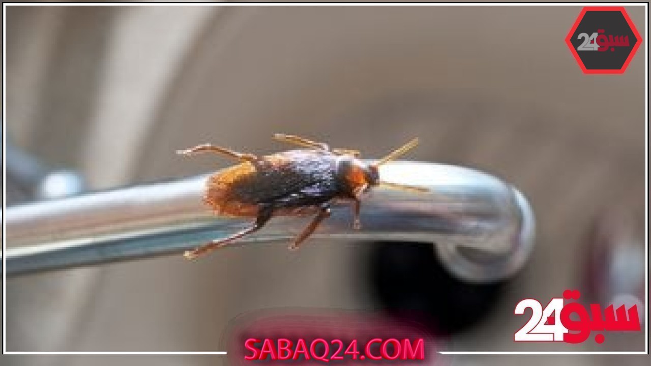 6 خطوات للحفاظ على نظافة المطبخ والتخلص من الصراصير فى الصيف –  سبق 24