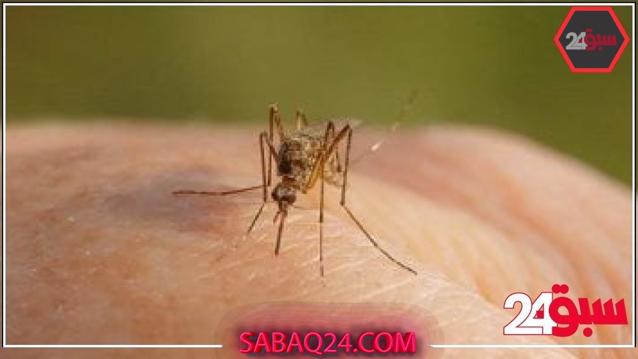 7 طرق طبيعية لإبعاد الناموس والهاموش عن البيت.. هتحتاجيها في الصيف – سبق 24