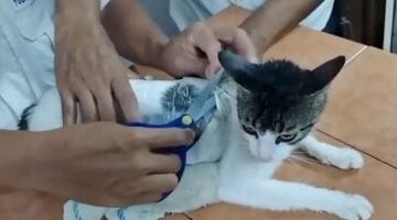 القبض على قطة بتهمة تهريب مخدرات إلى سجن بكوستاريكا.. اعرف التفاصيل –  سبق 24