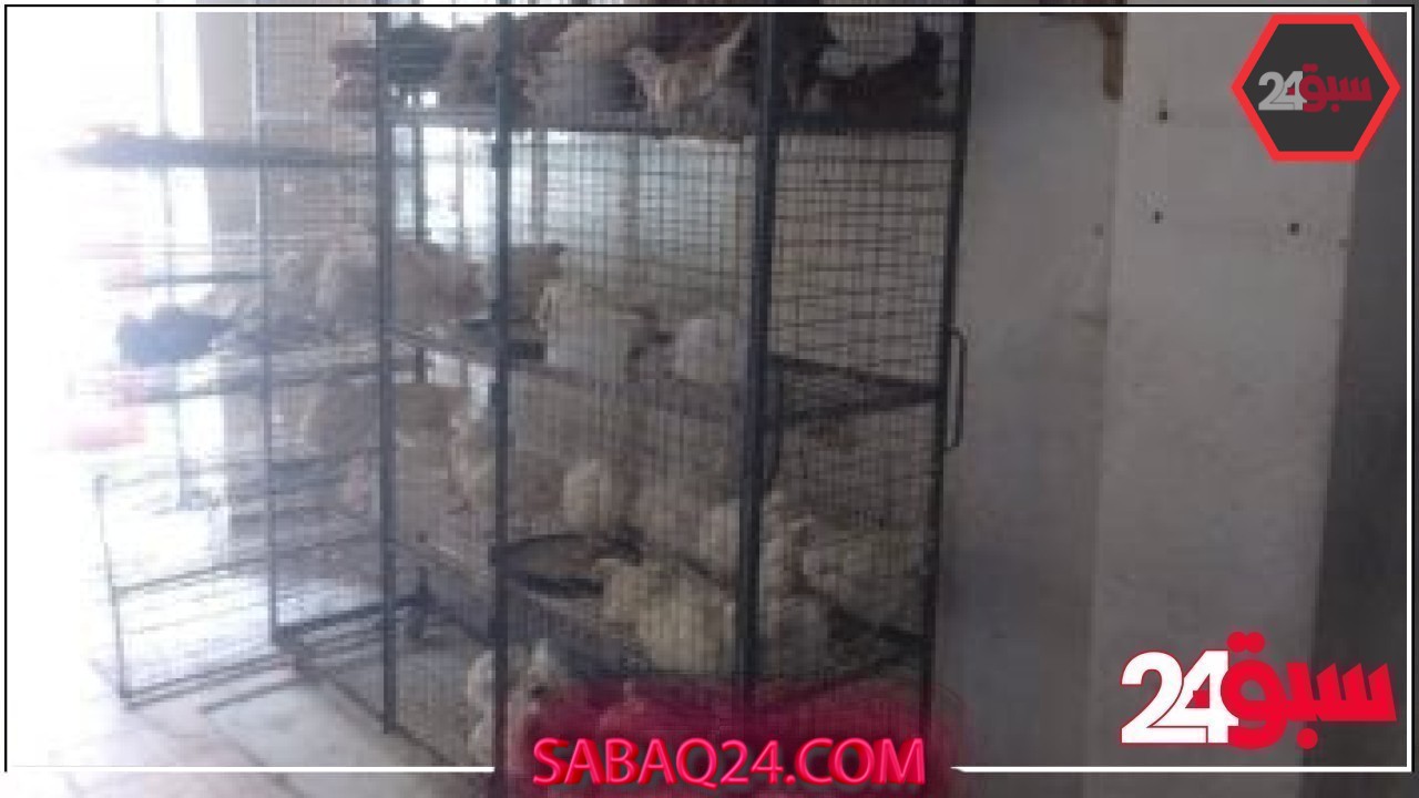 أسعار الدواجن والبيض واللحوم فى الأسواق بالأقصر اليوم الخميس 22 مايو – سبق 24