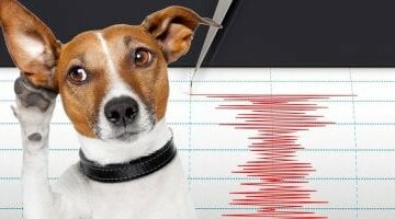 هل تستطيع الأسماك والحيوانات التنبؤ بحدوث زلزال ؟.. اعرف الحقيقة –  سبق 24