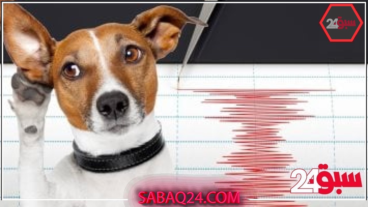 هل تستطيع الأسماك والحيوانات التنبؤ بحدوث زلزال ؟.. اعرف الحقيقة – سبق 24