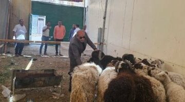 تموين الأقصر تطرح خراف حية بسعر 225 جنيها للكيلو لأضحية العيد.. اعرف التفاصيل –  سبق 24