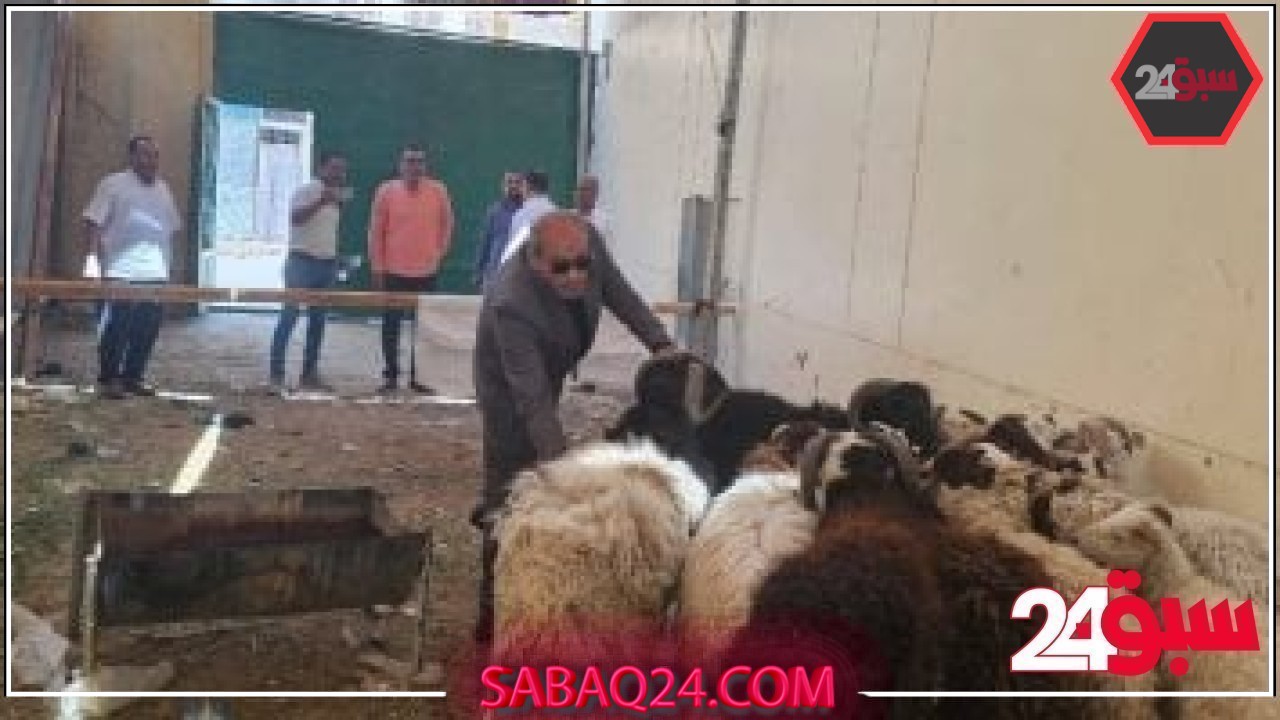 تموين الأقصر تطرح خراف حية بسعر 225 جنيها للكيلو لأضحية العيد.. اعرف التفاصيل – سبق 24