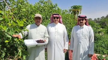 صور| “التوت الأحمر” يزين أسواق الأحساء.. و”الحامض حلو” يجذب أهالي الخليج