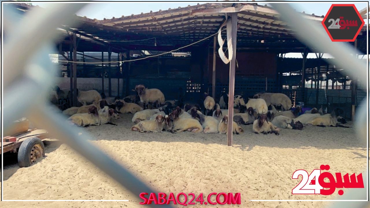 بينها توفير معدات.. “البيئة” تفرض قيودًا صارمة بحظائر الماشية