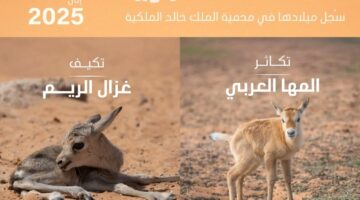 تسجيل ولادة 74 حيوانًا بريًا في محمية الملك خالد الملكية