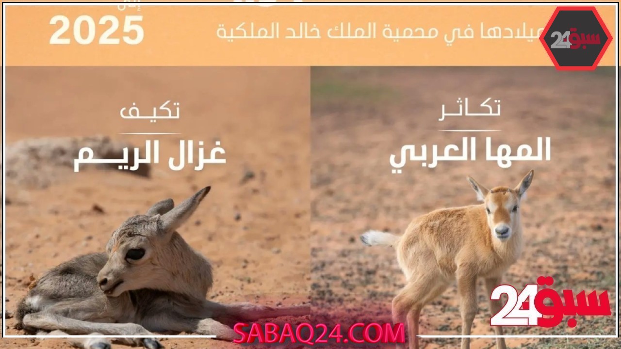 تسجيل ولادة 74 حيوانًا بريًا في محمية الملك خالد الملكية