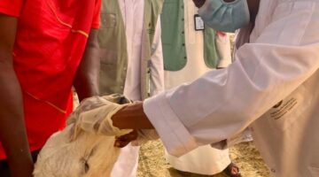 “أضم”.. ورشة للكشف على المواشي وتعزيز جودة اللحوم استعداداً للحج