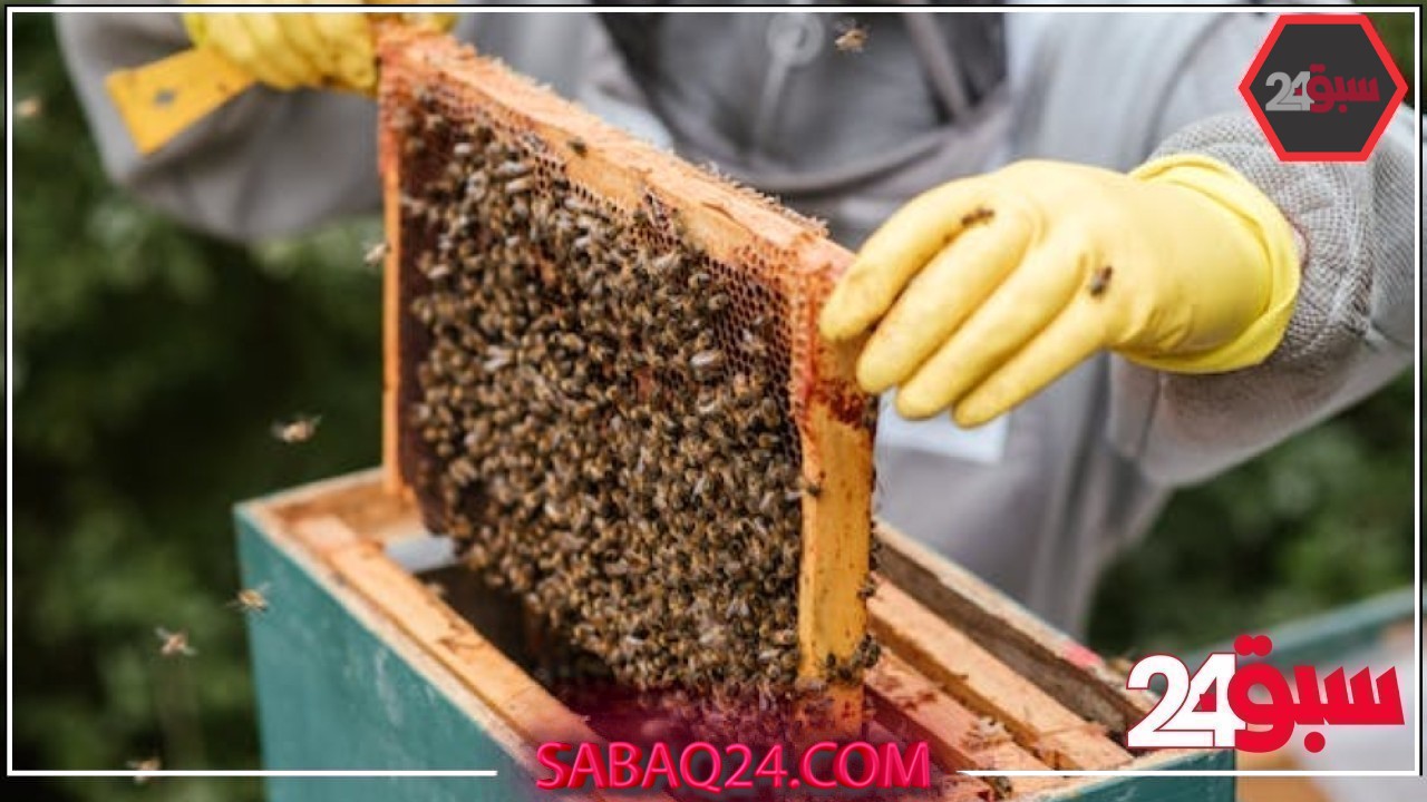 في يومه العالمي.. محمية الإمام تركي تدعم تربية النحل وإنتاج العسل